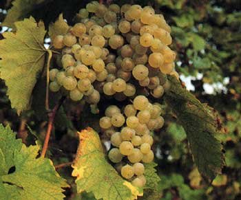 Uva Prosecco/Glera