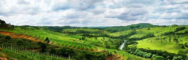 xxPatamares da Quinta Santa Maria em São Joaquim: vocação para o ser o Douro catarinense? Patamares da Quinta Santa Maria em São Joaquim: vocação para o ser o Douro catarinense?